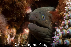 California Moray.
Image captured at Anacapa Island with ... by Douglas Klug 